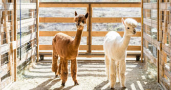 Alpacas at Carmel Valley Ranch