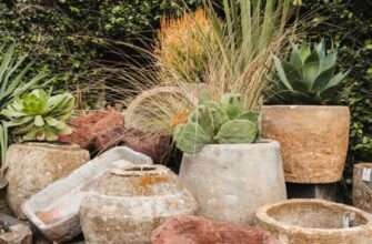Cactus and Native Grass