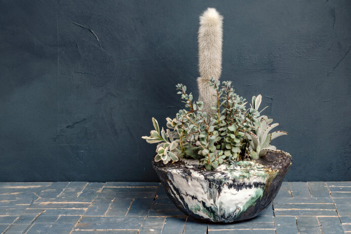 Cactus in a Textured Ceramic Bowl