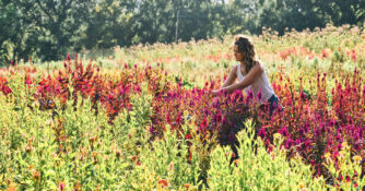 Harvesting Flowers at Full Belly Farm