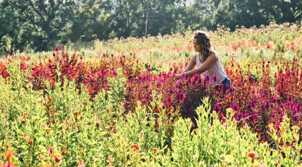 Deadheading Tips Every Lazy Gardener Needs to Know