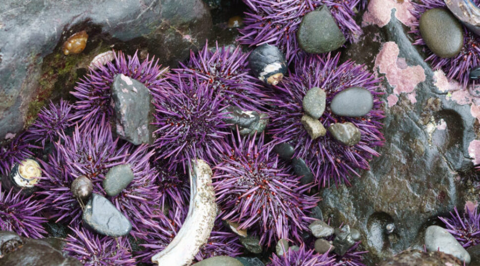 This Outrageously Pretty Purple Tile Is Actually Made out of Sea Urchins