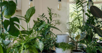 Houseplants