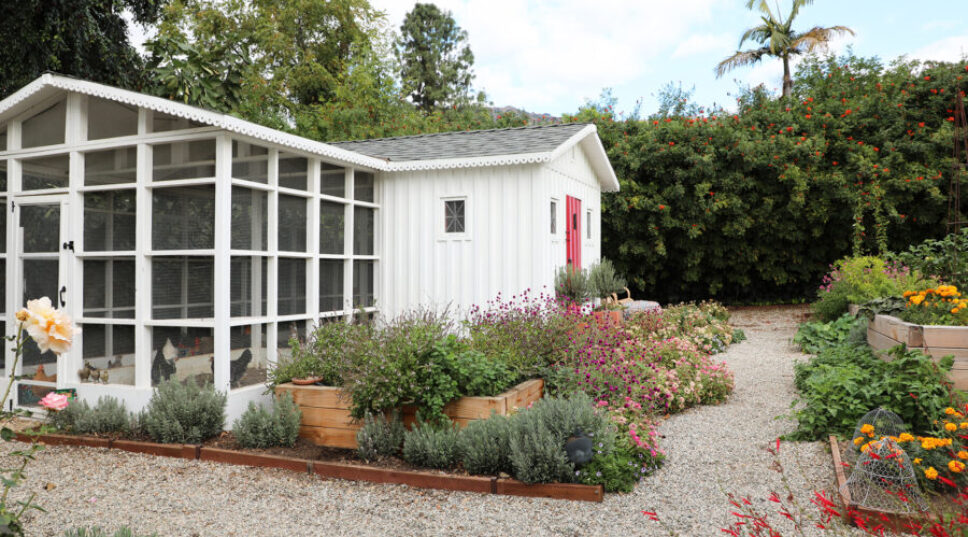 This Is What You Should Do in Your Garden If You Have Chickens