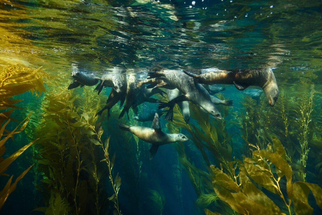 Sea Lions on the Surface