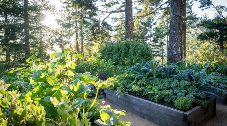How to Replant a Raised Bed That Just Isn’t Working