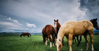 Reid Creek Horses