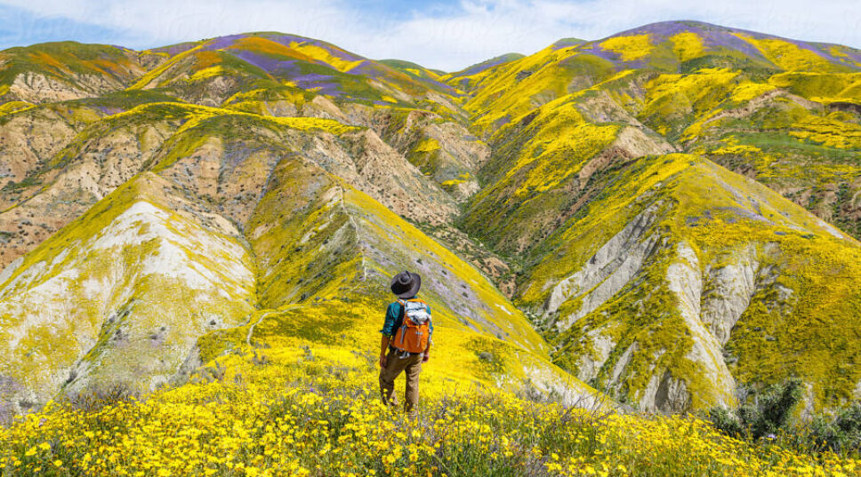 This Is What You Need to Take with You When Checking out Spring's Super Blooms