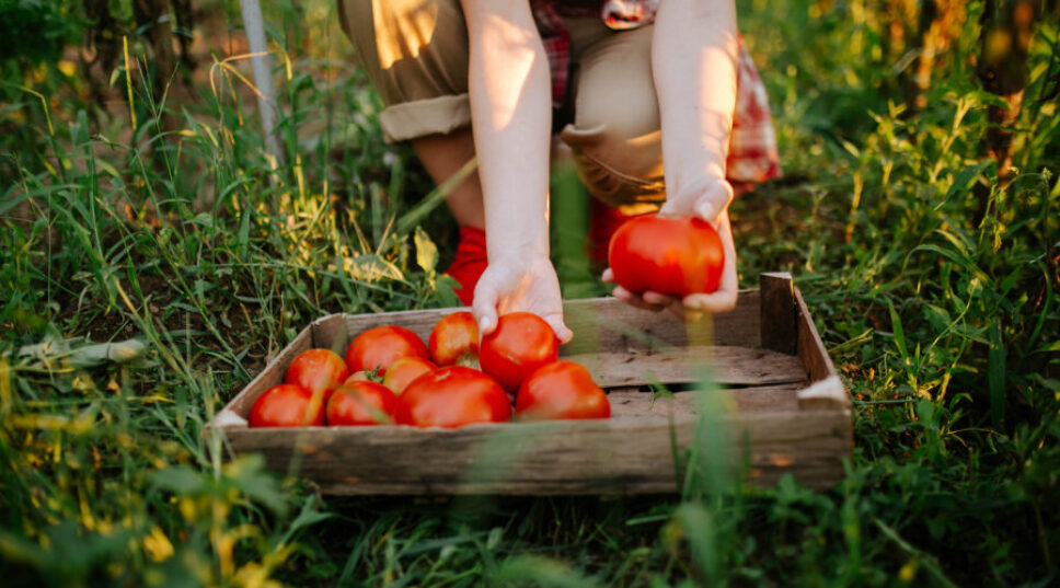The Ultimate Guide to Growing Tomatoes